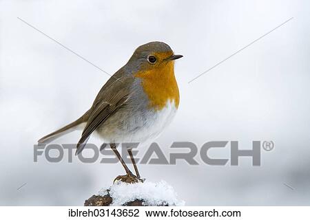 "Robin (Erithacus rubecula), Terfens, Schwaz District, North Tirol, Tirol, Austria, Europe" View Large Photo Image Stock Image - "Robin (Erithacus rubecula), Terfens, Schwaz District, North Tirol, Tirol, Austria, Europe". Fotosearch