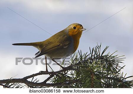"Robin (Erithacus rubecula), Tyrol, Austria, Europe" View Large Photo Image Stock Photo - "Robin (Erithacus rubecula), Tyrol, Austria, Europe". Fotosearch