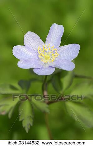 Stock Image - "Robinsoniana"""" wood anemone, windflower or thimbleweed (Anemone nemorosa), North Rhine-Westphalia, Germany, Europe". Fotosearch