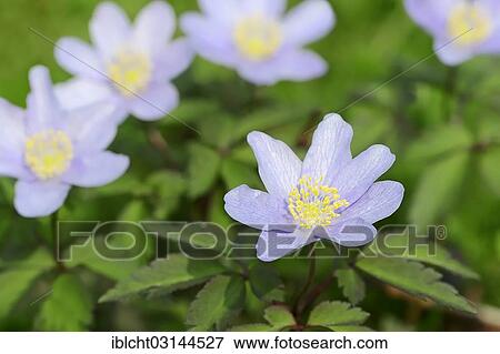 Stock Photo - "Robinsoniana"""" wood anemone, windflower or thimbleweed (Anemone nemorosa), North Rhine-Westphalia, Germany, Europe". Fotosearch