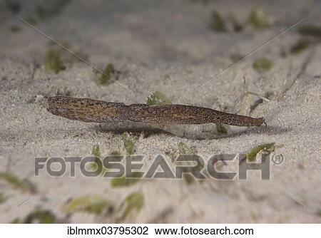 "Robust Ghost Pipefish (Solenostomus cyanopterus), Mimaropa, Philippines, Asia" View Large Photo Image Stock Image - "Robust Ghost Pipefish (Solenostomus cyanopterus), Mimaropa, Philippines, Asia". Fotosearch