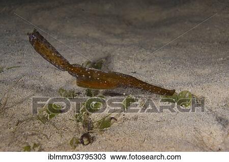 "Robust Ghost Pipefish (Solenostomus cyanopterus), Mimaropa, Philippines, Asia" View Large Photo Image Stock Image - "Robust Ghost Pipefish (Solenostomus cyanopterus), Mimaropa, Philippines, Asia". Fotosearch