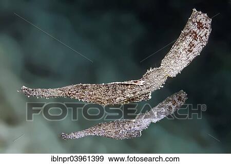 "Robust Ghost Pipefish (Solenostomus cyanopterus), pair, Indian Ocean, Embudu, South Male Atoll, Maldives, Asia" View Large Photo Image Stock Photo - "Robust Ghost Pipefish (Solenostomus cyanopterus), pair, Indian Ocean, Embudu, South Male Atoll, Maldives, Asia". Fotosearch