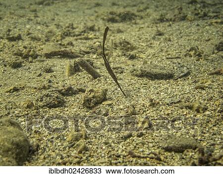 Stock Image - "Robust Ghostpipefish or Blue-finned Ghost Pipefish (Solenostomus cyanopterus), on a seagrass bed, Mangrove Bay, Red Sea, Egypt, Africa". Fotosearch