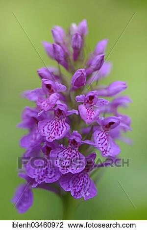 "Robust Marsh Orchid (Dactylorhiza elata hybrid 'Alex Duguid'), Haren, Emsland, Lower Saxony, Germany, Europe" View Large Photo Image Stock Image - "Robust Marsh Orchid (Dactylorhiza elata hybrid 'Alex Duguid'), Haren, Emsland, Lower Saxony, Germany, Europe". Fotosearch