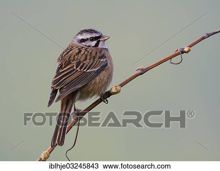 "Rock Bunting (Emberiza cia), Eifel, Wittlich, Rhineland-Palatinate, Germany, Europe" View Large Photo Image Stock Image - "Rock Bunting (Emberiza cia), Eifel, Wittlich, Rhineland-Palatinate, Germany, Europe". Fotosearch