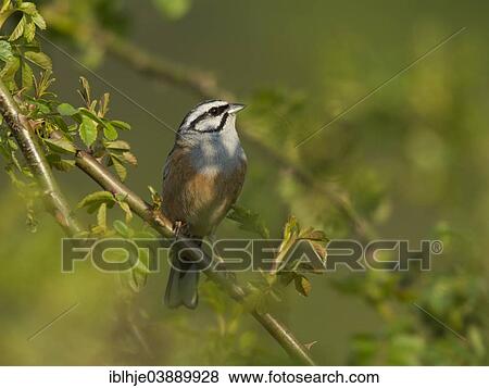 "Rock Bunting (Emberiza cia), Rhineland-Palatinate, Germany, Europe" View Large Photo Image Stock Photo - "Rock Bunting (Emberiza cia), Rhineland-Palatinate, Germany, Europe". Fotosearch