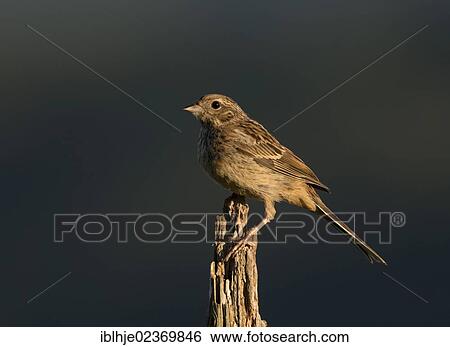 Stock Photograph - Rock Bunting (Emberiza cia). Fotosearch
