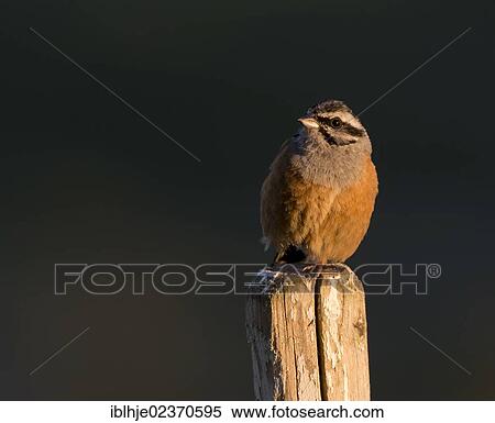 Stock Photography - Rock Bunting (Emberiza cia). Fotosearch