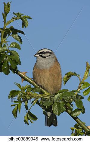 "Rock Bunting (Emberiza cia), Rhineland-Palatinate, Germany, Europe" View Large Photo Image Stock Photography - "Rock Bunting (Emberiza cia), Rhineland-Palatinate, Germany, Europe". Fotosearch