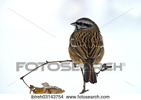 "Rock Bunting (Emberiza cia), Terfens, Tyrol, Austria, Europe" View Large Photo Image Picture - "Rock Bunting (Emberiza cia), Terfens, Tyrol, Austria, Europe". Fotosearch