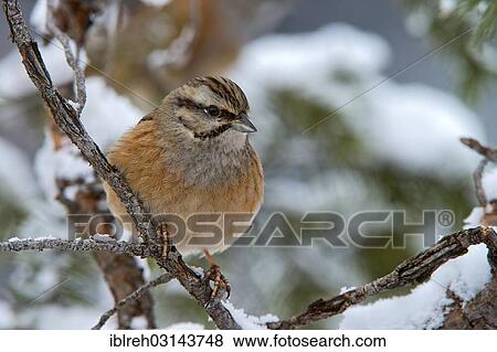 Stock Photo - "Rock Bunting (Emberiza cia), Terfens, Tyrol, Austria, Europe". Fotosearch