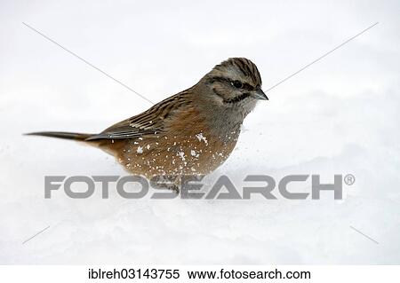 Stock Photography - "Rock Bunting (Emberiza cia), Terfens, Tyrol, Austria, Europe". Fotosearch