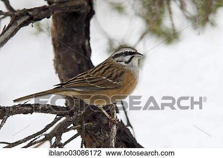 "Rock Bunting (Emberiza cia), Tyrol, Austria, Europe" View Large Photo Image Stock Image - "Rock Bunting (Emberiza cia), Tyrol, Austria, Europe". Fotosearch