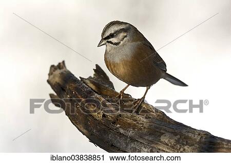 "Rock Bunting (Emberiza cia), Tyrol, Austria, Europe" View Large Photo Image Stock Image - "Rock Bunting (Emberiza cia), Tyrol, Austria, Europe". Fotosearch