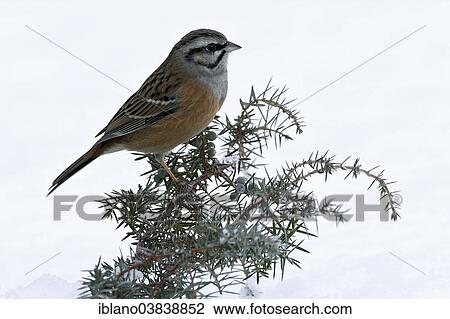 "Rock Bunting (Emberiza cia), Tyrol, Austria, Europe" View Large Photo Image Stock Image - "Rock Bunting (Emberiza cia), Tyrol, Austria, Europe". Fotosearch