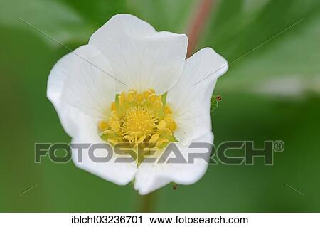 "Rock Cinquefoil (Potentilla rupestris), flower, Bavaria, Germany, Europe" View Large Photo Image Stock Image - "Rock Cinquefoil (Potentilla rupestris), flower, Bavaria, Germany, Europe". Fotosearch