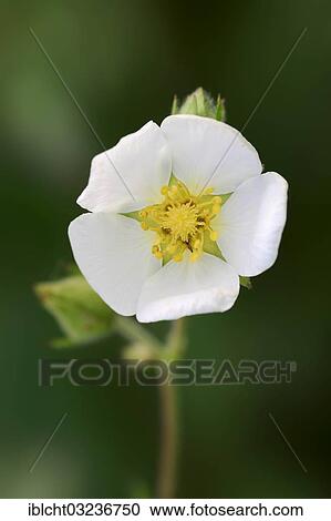 Stock Image - "Rock Cinquefoil (Potentilla rupestris), flower, Bavaria, Germany, Europe". Fotosearch