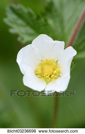 "Rock Cinquefoil (Potentilla rupestris), flower, Bavaria, Germany, Europe" View Large Photo Image Stock Photo - "Rock Cinquefoil (Potentilla rupestris), flower, Bavaria, Germany, Europe". Fotosearch
