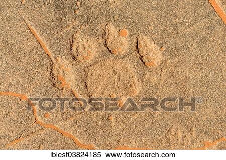 "Rock engraving of a lion track, neolithic rock art, Tadrart region, Tassili n'Ajjer National Park, Unesco World Heritage Site, Algeria, Sahara, North Africa, Africa" View Large Photo Image Stock Photography - "Rock engraving of a lion track, neolithic rock art, Tadrart region, Tassili n'Ajjer National Park, Unesco World Heritage Site, Algeria, Sahara, North Africa, Africa". Fotosearch