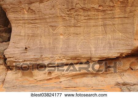 Stock Photo - "Rock engraving of cattle, neolithic rock art, Tadrart region, Tassili n'Ajjer National Park, Unesco World Heritage Site, Algeria, Sahara, North Africa, Africa". Fotosearch