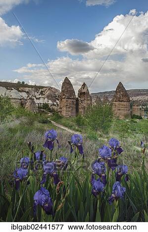 "Rock formation, Fairy Chimneys, Uchisar, Goreme National Park, Unesco World Heritage Site, Cappadocia, Turkey, Asia" View Large Photo Image Stock Photo - "Rock formation, Fairy Chimneys, Uchisar, Goreme National Park, Unesco World Heritage Site, Cappadocia, Turkey, Asia". Fotosearch