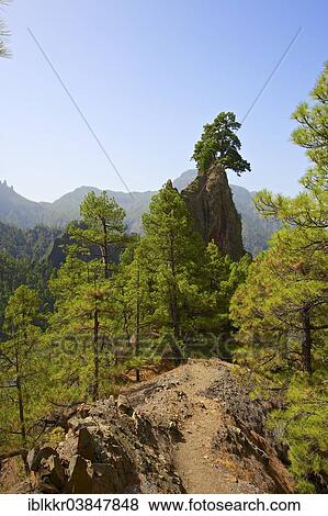 "Rock formation Roque del Huso in the Parque Nacional de la Caldera de Taburiente National Park, La Palma, Canary Islands, Spain, Europe" View Large Photo Image Stock Photo - "Rock formation Roque del Huso in the Parque Nacional de la Caldera de Taburiente National Park, La Palma, Canary Islands, Spain, Europe". Fotosearch
