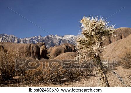 "Rock formations of the Alabama Hills, cactus, Sierra Nevada, California, United States of America, USA" View Large Photo Image Stock Photo - "Rock formations of the Alabama Hills, cactus, Sierra Nevada, California, United States of America, USA". Fotosearch