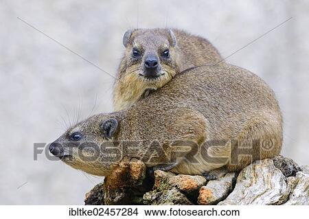 "Rock Hyrax or Cape Hyrax (Procavia capensis), native to Africa and West Asia, Baden-Wuerttemberg, Germany, Europe" View Large Photo Image Picture - "Rock Hyrax or Cape Hyrax (Procavia capensis), native to Africa and West Asia, Baden-Wuerttemberg, Germany, Europe". Fotosearch