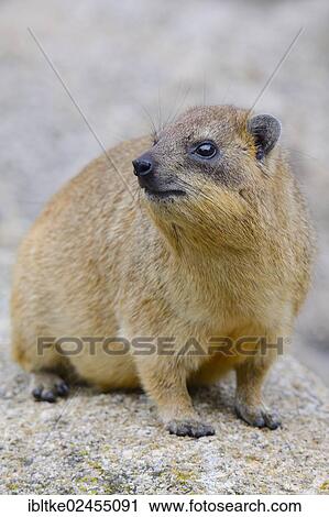"Rock Hyrax or Cape Hyrax (Procavia capensis), African species, captive, Stuttgart, Baden-Wuerttemberg, Germany, Europe" View Large Photo Image Stock Image - "Rock Hyrax or Cape Hyrax (Procavia capensis), African species, captive, Stuttgart, Baden-Wuerttemberg, Germany, Europe". Fotosearch