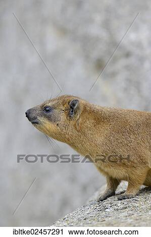 "Rock Hyrax or Cape Hyrax (Procavia capensis), native to Africa and West Asia, Baden-Wuerttemberg, Germany, Europe" View Large Photo Image Stock Image - "Rock Hyrax or Cape Hyrax (Procavia capensis), native to Africa and West Asia, Baden-Wuerttemberg, Germany, Europe". Fotosearch
