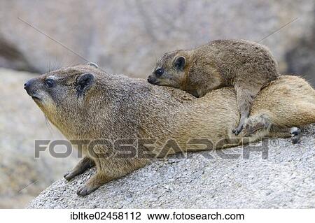 "Rock Hyrax or Cape Hyrax (Procavia capensis), native to Africa and West Asia, juvenile resting on the back of a mature animal, Baden-Wuerttemberg, Germany, Europe" View Large Photo Image Stock Image - "Rock Hyrax or Cape Hyrax (Procavia capensis), native to Africa and West Asia, juvenile resting on the back of a mature animal, Baden-Wuerttemberg, Germany, Europe". Fotosearch