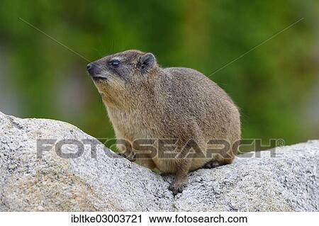 "Rock Hyrax or Cape Hyrax (Procavia capensis), Baden-Wurttemberg, Germany, Europe" View Large Photo Image Stock Image - "Rock Hyrax or Cape Hyrax (Procavia capensis), Baden-Wurttemberg, Germany, Europe". Fotosearch