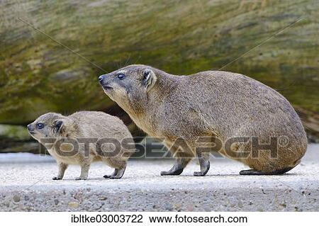 "Rock Hyrax or Cape Hyrax (Procavia capensis) ith its young, Baden-Wurttemberg, Germany, Europe" View Large Photo Image Stock Image - "Rock Hyrax or Cape Hyrax (Procavia capensis) ith its young, Baden-Wurttemberg, Germany, Europe". Fotosearch
