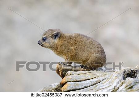 "Rock Hyrax or Cape Hyrax (Procavia capensis), African species, captive, Stuttgart, Baden-Wuerttemberg, Germany, Europe" View Large Photo Image Stock Photo - "Rock Hyrax or Cape Hyrax (Procavia capensis), African species, captive, Stuttgart, Baden-Wuerttemberg, Germany, Europe". Fotosearch