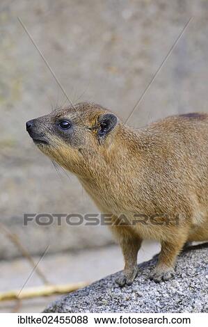 "Rock Hyrax or Cape Hyrax (Procavia capensis), African species, captive, Stuttgart, Baden-Wuerttemberg, Germany, Europe" View Large Photo Image Stock Photo - "Rock Hyrax or Cape Hyrax (Procavia capensis), African species, captive, Stuttgart, Baden-Wuerttemberg, Germany, Europe". Fotosearch