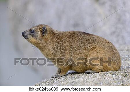 "Rock Hyrax or Cape Hyrax (Procavia capensis), African species, captive, Stuttgart, Baden-Wuerttemberg, Germany, Europe" View Large Photo Image Stock Photo - "Rock Hyrax or Cape Hyrax (Procavia capensis), African species, captive, Stuttgart, Baden-Wuerttemberg, Germany, Europe". Fotosearch