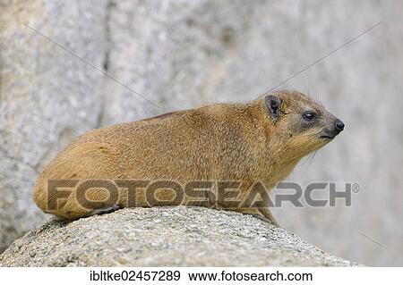 "Rock Hyrax or Cape Hyrax (Procavia capensis), native to Africa and West Asia, Baden-Wuerttemberg, Germany, Europe" View Large Photo Image Stock Photo - "Rock Hyrax or Cape Hyrax (Procavia capensis), native to Africa and West Asia, Baden-Wuerttemberg, Germany, Europe". Fotosearch