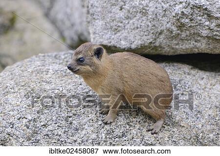 Stock Photo - "Rock Hyrax or Cape Hyrax (Procavia capensis), young, African and West Asian species, Baden-Wuerttemberg, Germany, Europe". Fotosearch