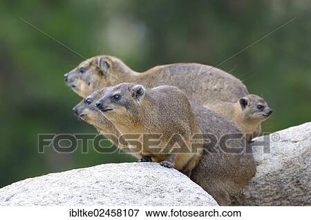 "Rock Hyrax or Cape Hyrax (Procavia capensis), native to Africa and West Asia, juveniles, Baden-Wuerttemberg, Germany, Europe" View Large Photo Image Stock Photo - "Rock Hyrax or Cape Hyrax (Procavia capensis), native to Africa and West Asia, juveniles, Baden-Wuerttemberg, Germany, Europe". Fotosearch