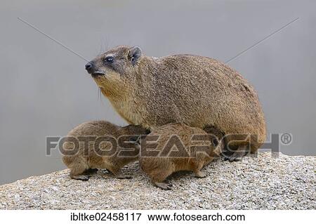 "Rock Hyrax or Cape Hyrax (Procavia capensis), native to Africa and West Asia, juveniles, Baden-Wuerttemberg, Germany, Europe" View Large Photo Image Stock Photo - "Rock Hyrax or Cape Hyrax (Procavia capensis), native to Africa and West Asia, juveniles, Baden-Wuerttemberg, Germany, Europe". Fotosearch