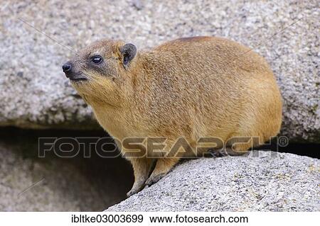 "Rock Hyrax or Cape Hyrax (Procavia capensis), Baden-Wurttemberg, Germany, Europe" View Large Photo Image Stock Photo - "Rock Hyrax or Cape Hyrax (Procavia capensis), Baden-Wurttemberg, Germany, Europe". Fotosearch