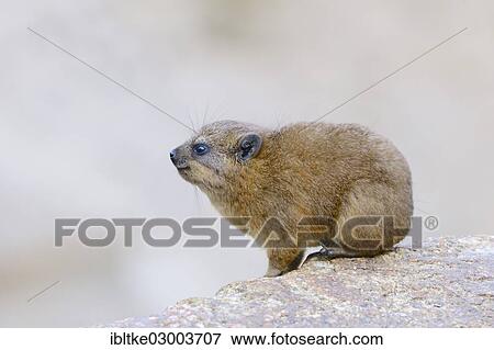 "Rock Hyrax or Cape Hyrax (Procavia capensis), Baden-Wurttemberg, Germany, Europe" View Large Photo Image Stock Photo - "Rock Hyrax or Cape Hyrax (Procavia capensis), Baden-Wurttemberg, Germany, Europe". Fotosearch
