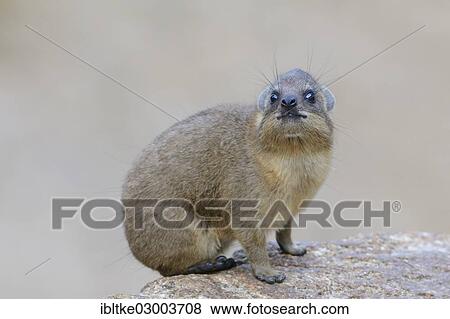 "Rock Hyrax or Cape Hyrax (Procavia capensis), Baden-Wurttemberg, Germany, Europe" View Large Photo Image Stock Photo - "Rock Hyrax or Cape Hyrax (Procavia capensis), Baden-Wurttemberg, Germany, Europe". Fotosearch