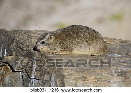 "Rock Hyrax or Cape Hyrax (Procavia capensis), Khomas Region, Namibia, Africa" View Large Photo Image Stock Photograph - "Rock Hyrax or Cape Hyrax (Procavia capensis), Khomas Region, Namibia, Africa". Fotosearch
