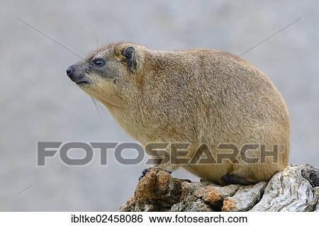 "Rock Hyrax or Cape Hyrax (Procavia capensis), African and West Asian species, Baden-Wuerttemberg, Germany, Europe" View Large Photo Image Stock Photograph - "Rock Hyrax or Cape Hyrax (Procavia capensis), African and West Asian species, Baden-Wuerttemberg, Germany, Europe". Fotosearch