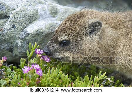 Picture - "Rock Hyrax (Procavia capensis), Cape of Good Hope Nature Reserve, Western Cape, South Africa, Africa". Fotosearch