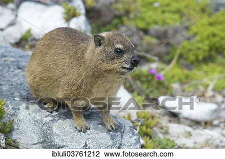 Stock Image - "Rock Hyrax (Procavia capensis), Cape of Good Hope Nature Reserve, Western Cape, South Africa, Africa". Fotosearch