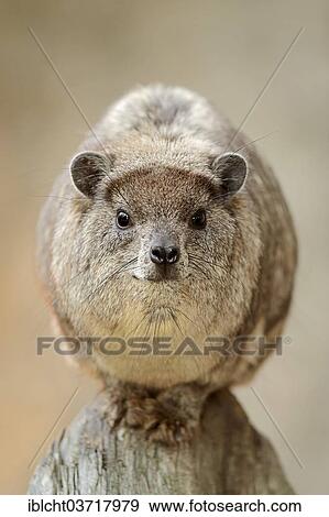 "Rock hyrax (Procavia capensis), native to Africa, captive, North Rhine-Westphalia, Germany, Europe" View Large Photo Image Stock Photo - "Rock hyrax (Procavia capensis), native to Africa, captive, North Rhine-Westphalia, Germany, Europe". Fotosearch