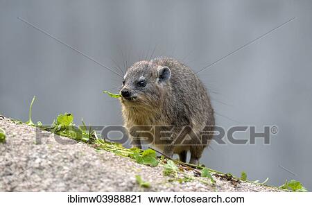 "Rock Hyrax (Procavia capensis), young, captive" View Large Photo Image Stock Image - "Rock Hyrax (Procavia capensis), young, captive". Fotosearch